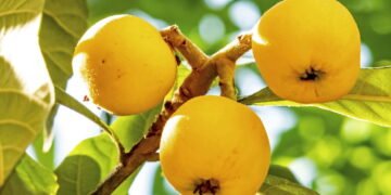 Se você ama fruta fresca precisa saber como plantar ameixa-nêspera