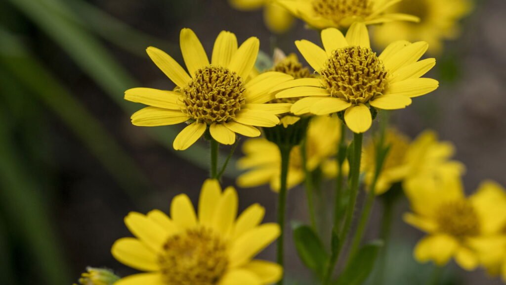 Essa planta fácil de cultivar pode ser a solução natural para dores e hematomas