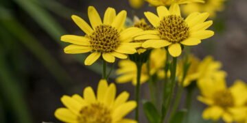 Essa planta fácil de cultivar pode ser a solução natural para dores e hematomas