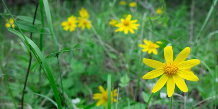 Arnica - Créditos: depositphotos.com / saeedatun