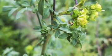 Como plantar arruda em casa e manter insetos longe naturalmente