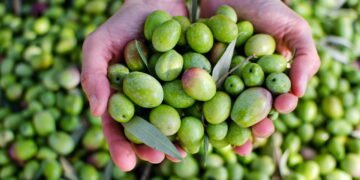 Como plantar azeitona e cultivar oliveiras produtivas em casa