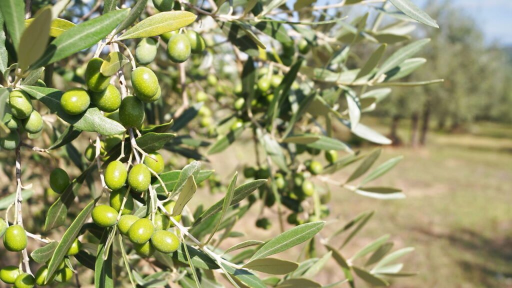 Como plantar azeitona e cultivar oliveiras produtivas em casa