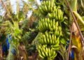 Banana da terra no quintal veja como plantar e colher
