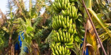 Banana da terra no quintal veja como plantar e colher