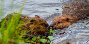 Como os castores surpreenderam ao vencer a engenharia humana com facilidade