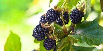 Entenda como a amora pode melhorar a saúde do coração e fortalecer a imunidade