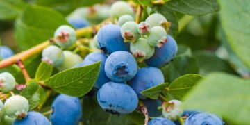 Você vai se surpreender com a facilidade que é cultivar mirtilo em casa