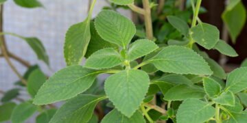 Cultive boldo e tenha em casa um remédio natural sempre à mão