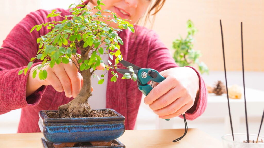 plantas para bonsai