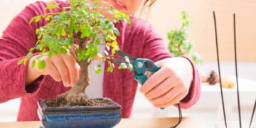 Passo a passo para iniciar um bonsai do zero com sucesso