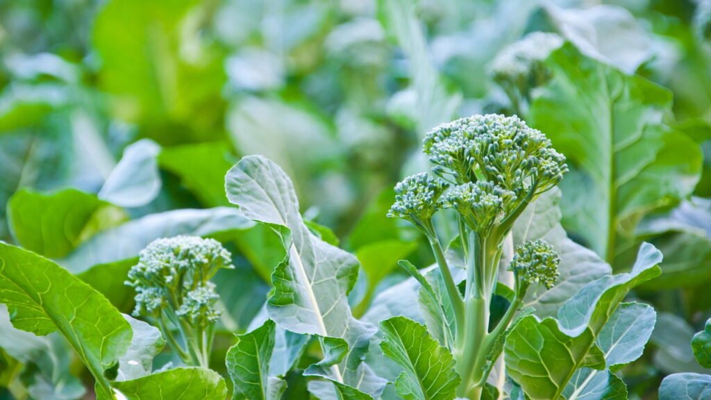 Conheça o tipo ideal de brócolis para plantar no quintal de casa