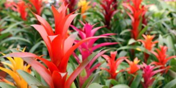 Aprenda a plantar bromélia e deixe o ambiente mais colorido