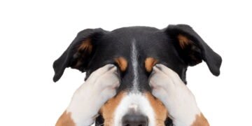 O silêncio do seu cão pode esconder um pedido de socorro