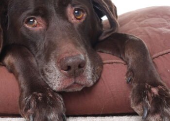 Afinal, com quantos anos um cão entra na velhice? Saiba agora