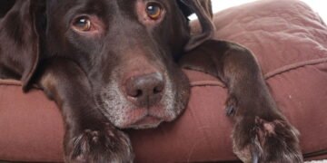 Afinal, com quantos anos um cão entra na velhice? Saiba agora