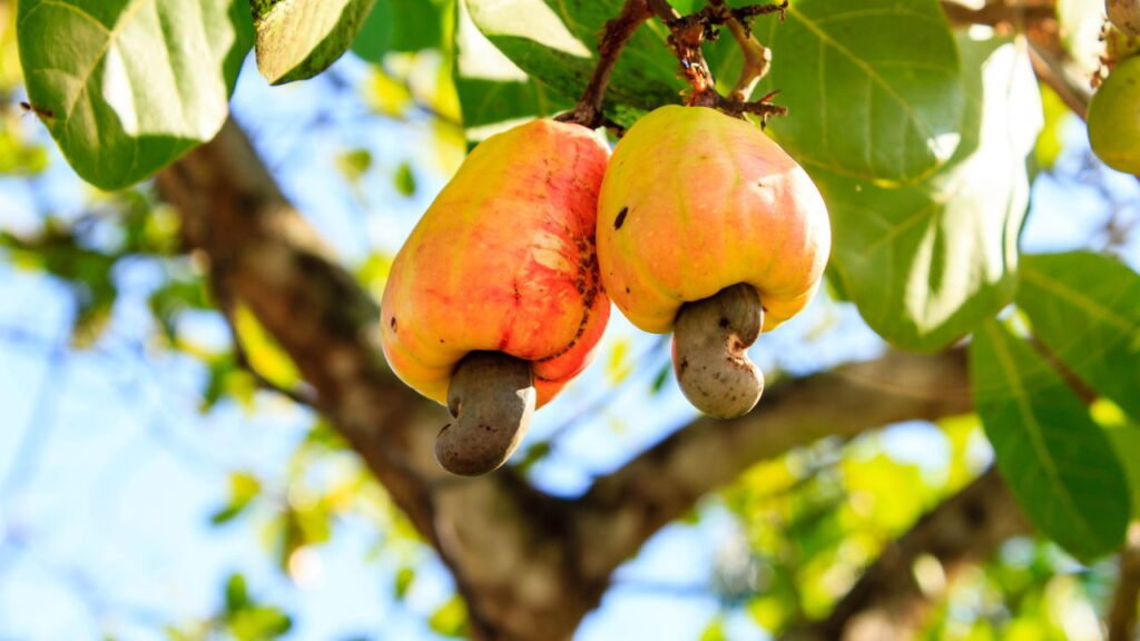 Passo a passo para cultivar cajueiro com sucesso em casa