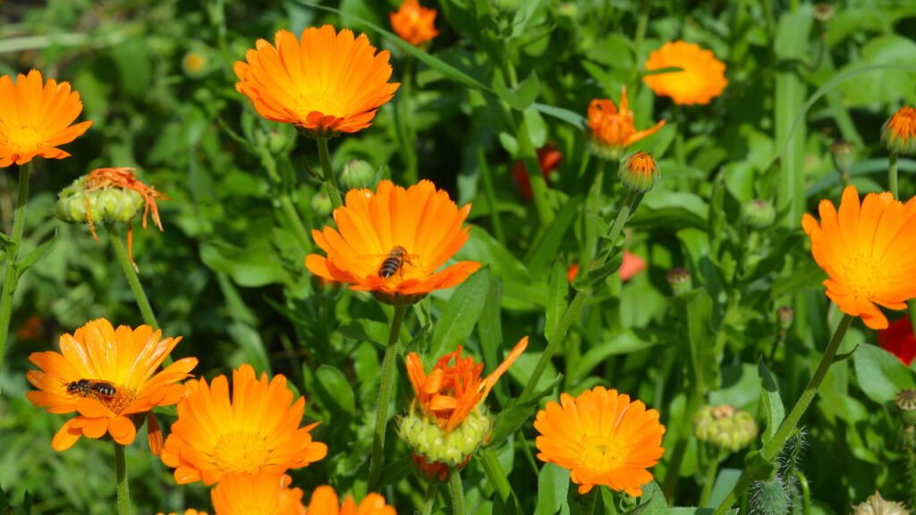A flor mais resistente e funcional para os dias frios segundo jardineiros