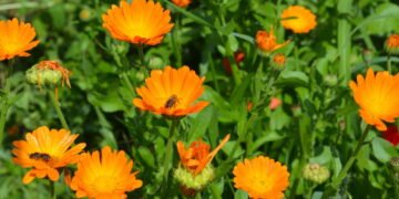 A flor mais resistente e funcional para os dias frios segundo jardineiros