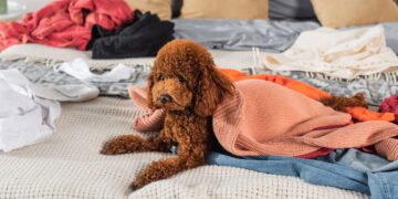 O hábito de deixar a cama bagunçada pode esconder um traço da sua personalidade