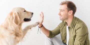 Será que você é o humano preferido do seu cão? Veja os sinais claros