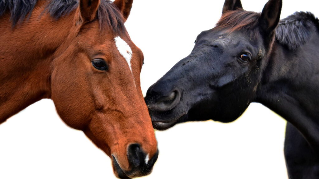 Eleitores insatisfeitos e animais candidatos! Conheça o protesto que virou piada séria