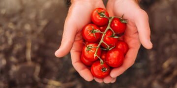 Você nunca imaginou que plantar tomate-cereja pudesse ser tão simples