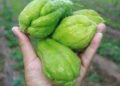 O segredo para cultivar chuchu saudável e colhê-lo em poucos meses