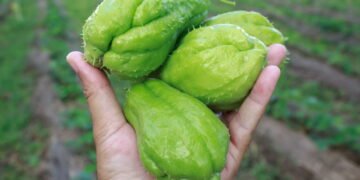 O segredo para cultivar chuchu saudável e colhê-lo em poucos meses