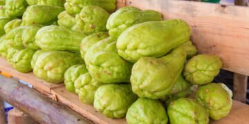 O segredo para cultivar chuchu saudável e colhê-lo em poucos meses