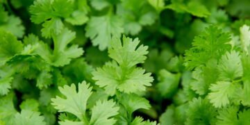 O truque caseiro que faz seu coentro crescer rápido