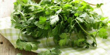 O truque caseiro que faz seu coentro crescer rápido