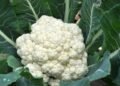 Cultive couve-flor em casa de forma simples e colha cabeças perfeitas