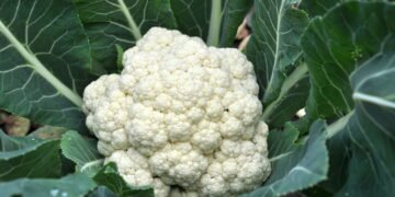 Cultive couve-flor em casa de forma simples e colha cabeças perfeitas