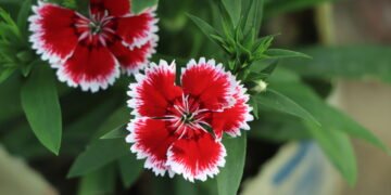 Aprenda como plantar cravo-da-índia e colha lindas flores aromáticas em casa