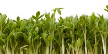 Conheça como o agrião pode melhorar sua saúde cardiovascular, óssea e imunológica