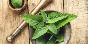 Como plantar em casa a erva que alivia cólicas e estresse