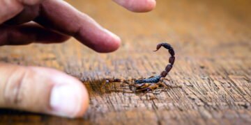 As 3 plantas que afastam escorpiões e deixam sua casa segura