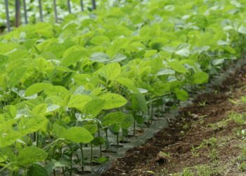 Passo a passo para plantar feijão em casa de forma simples