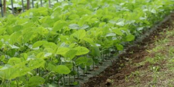 Passo a passo para plantar feijão em casa de forma simples