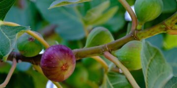 Cultive em casa a fruta mais antiga do mundo