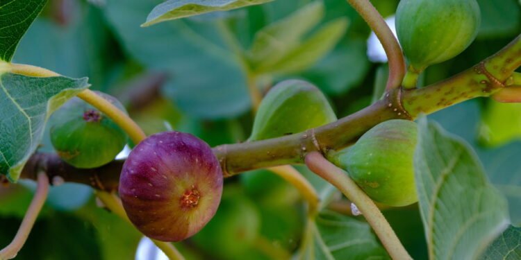 O chá de folhas de figo destaca-se como uma infusão natural - Créditos: depositphotos.com / leonidrad@gmail.com