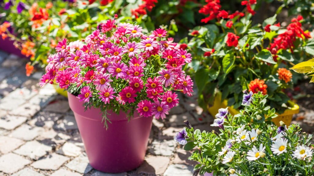 Dicas para montar um jardim vertical com flores o ano todo