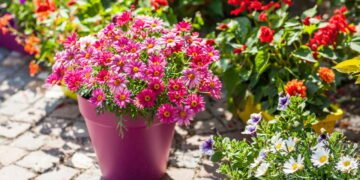 Dicas para montar um jardim vertical com flores o ano todo