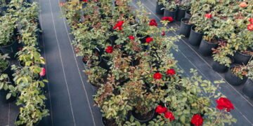 Aprenda a combinar flores aromáticas e hortaliças no mesmo espaço