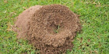 O truque natural para acabar com formigueiros de forma segura