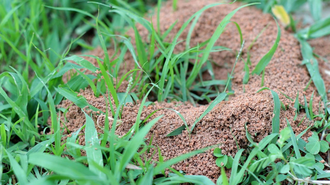 O truque natural para acabar com formigueiros de forma segura - Estado ...