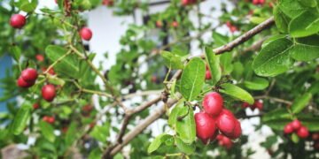 Aprenda a cultivar em casa a fruta mais doce do mundo