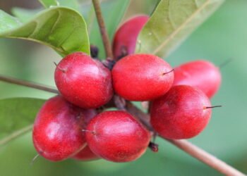 Aprenda a cultivar em casa a fruta mais doce do mundo