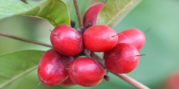 Aprenda a cultivar em casa a fruta mais doce do mundo